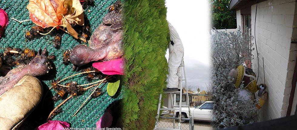 Split image showing hatchlings that died from bee stings, an employee working in a tree, and an employee inspecting a beehive